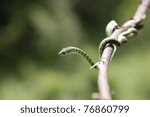 African Tree Snake