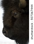 Small photo of American Bison (Bison bison), Lamar Valley, Yellowstone National Park, Wyoming-Montana, USA