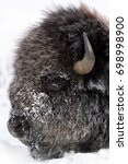 Small photo of American Bison (Bison bison) close up portrait covered with snow and ice, Lamar Valley, Yellowstone National Park, Montana, Wyoming, USA