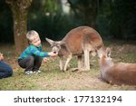 a young boy feeds a kangaroo in ...
