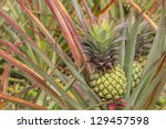 close up pineapples growing on...