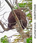 arboreal termite nest  seen im...