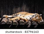 stock-photo-sleeping-tiger-83796163.jpg