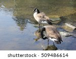 Small photo of Canada Goose make a break at the river