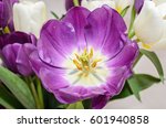 Small photo of Violet tulip open flower close up with yellow pistils, isolated.
