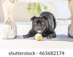 Small photo of happy black staffordshire bull terrier crouching ready to pounce on a tennis ball. He is outside but in the shade under a stone bench playing