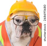 Small photo of working dog - bulldog dressed up like construction worker on white background