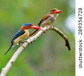 Small photo of Mother and father of Banded Kingfisher bird, the beautiful crested blue birds perching on the branch.