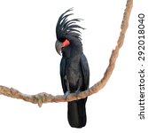 black palm cockatoo perching on ...