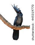 black palm cockatoo perching on ...