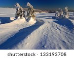 snow covered trees and slope