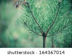 silver  blue spruce pine  fir...