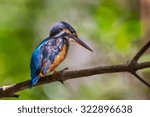 Small photo of Backside of of Common Kingfisher (Alcedo atthis) looking for fish below in nature at QM. Bangpu Recreation Center ,Thailand