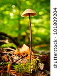 stock photo mushroom in forest 101809204