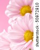 Pink+daisy+flowers+pictures