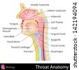 Anatomy Of The Mouth Stock Photo 96102299 : Shutterstock