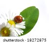 Daisy+flower+white+background