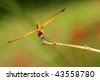 Two+dragonflies+mating