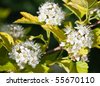 White+flowering+dogwood+shrub