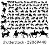 pictuers ofhorses pictuers ofhorses