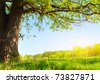stock photo : Spring meadow with big tree with fresh green leaves