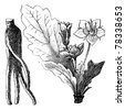 stock-vector-mandrake-root-or- ... stock-vector-mandrake-root-or- ...
