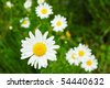 Wild+daisy+flower+pictures