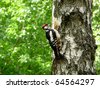 stock photo : Woodpecker sits on the trunk of birch