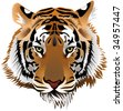 tigers head drawing