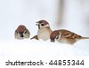 Group Of Sparrows