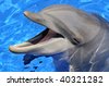 bottlenose dolphin head