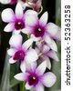 Orchidea+dendrobium