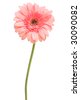 Pink+daisy+flower+clip+art