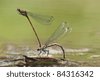 Two+dragonflies+mating