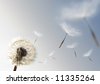 stock photo : A Dandelion blowing seeds in the wind.