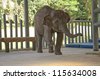 Indian Elephant Female Making Stance With Leg And Trunk Up Isolated On