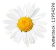 Daisy+flower+white+background