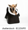 Chihuahua In Bag