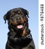 Italian+mastiff+rottweiler+mix