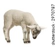 http://thumb1.shutterstock.com/thumb_small/85920/85920,1175172577,10/stock-photo-lamb-looking-down-isolated-on-a-white-background-2970787.jpg