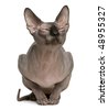 stock-photo-sphynx-cat-with- ... stock-photo-sphynx-cat-with- ...