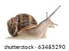 garden snail diagram
