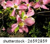 Flowering+dogwood+berries