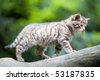 Cute Wildcat