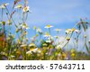 Field+of+daisies+background