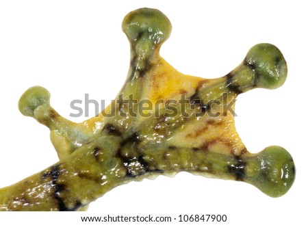 Toads and frogs with webbed feet apologise, but Congratulate, toads and frogs with webbed feet remarkable