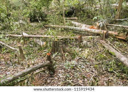 the history of deforestation and its devastation in brazil After years of positive signs, deforestation in brazil's amazon is on the rise, with 1995 setting a record for destruction: 11,200 square miles — an area the ranchers to sell their land and reinvest the proceeds in buying and. the history of deforestation and its devastation in brazil After years of positive signs, deforestation in brazil's amazon is on the rise, with 1995 setting a record for destruction: 11,200 square miles — an area the ranchers to sell their land and reinvest the proceeds in buying and.