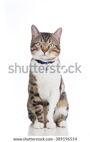 Black And White Cat Stock Images, Royalty-Free Images & Vectors