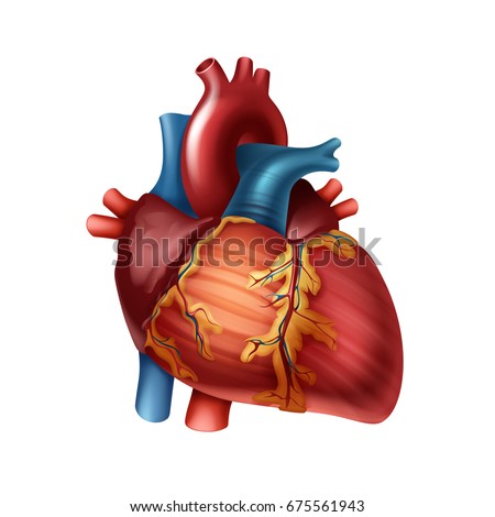 Real Human Heart Stock Images, Royalty-Free Images & Vectors | Shutterstock