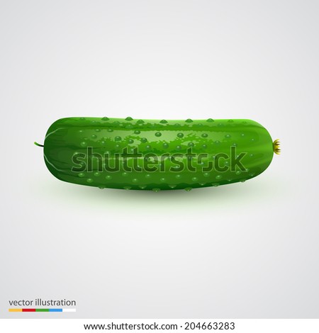 Single cucumber isolated on white background. Vector